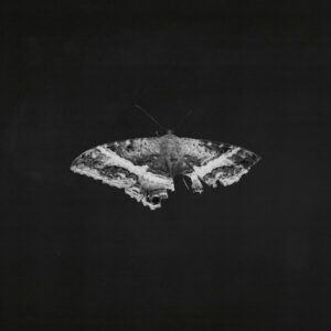 Kendrick Lamar - To pimp a butterfly - 2LP